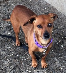 Small Dachshund Mix