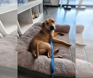 American Pit Bull Terrier-Unknown Mix Dogs for adoption in Brooklyn, NY, USA