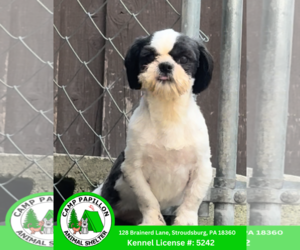 Shih Tzu Dogs for adoption in Stroudsburg, PA, USA