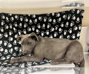 American Pit Bull Terrier-Unknown Mix Dogs for adoption in HESPERIA, CA, USA