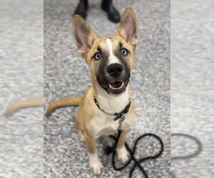 Siberian Husky-Unknown Mix Dogs for adoption in Bemidji, MN, USA