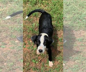Borador Dogs for adoption in Fayetteville, GA, USA