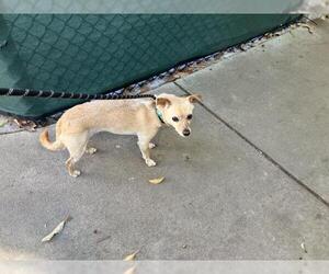 Chihuahua Dogs for adoption in Santa Barbara, CA, USA