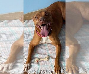 Pharaoh Hound-Unknown Mix Dogs for adoption in Calhoun, GA, USA
