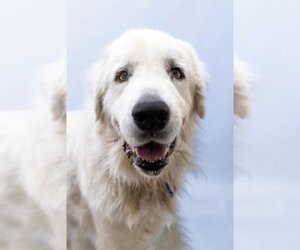 Great Pyrenees Dogs for adoption in Fort Collins, CO, USA