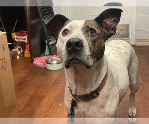 Chinese Shar-Pei Dogs for adoption in Ocala, FL, USA