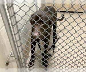 American Pit Bull Terrier-Labrador Retriever Mix Dogs for adoption in Springfield, MA, USA