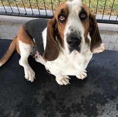 Basset Hound Dogs for adoption in Guthrie, OK, USA