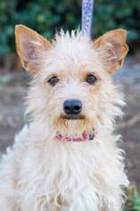 Cairwich Terrier Dogs for adoption in El Cajon, CA, USA