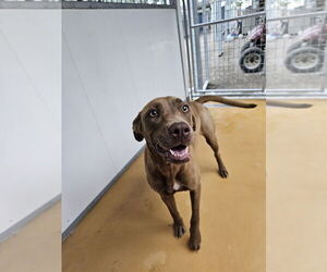 Mutt Dogs for adoption in Elmsford, NY, USA