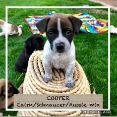 Small Australian Shepherd-Cairn Terrier Mix