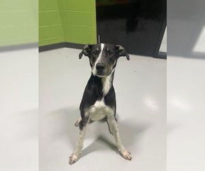 Great Dane-Unknown Mix Dogs for adoption in Temple, TX, USA