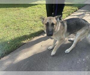 German Shepherd Dog Dogs for adoption in Houston, TX, USA