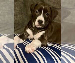 American Pit Bull Terrier-Unknown Mix Dogs for adoption in Hillsboro, MO, USA