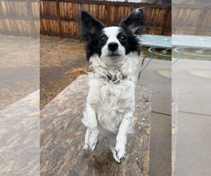 Papillon-Unknown Mix Dogs for adoption in Fort Collins, CO, USA