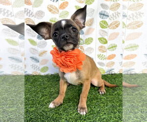 Chug Dogs for adoption in Corona, CA, USA