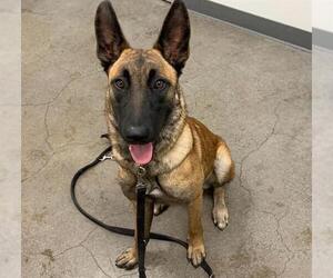 Mutt Dogs for adoption in Berkeley , CA, USA