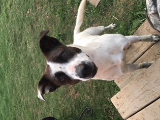 Pointer Dogs for adoption in Thorndale, TX, USA