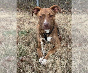 Mutt Dogs for adoption in Glen Allen, VA, USA