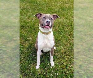 American Pit Bull Terrier Dogs for adoption in Akron, OH, USA