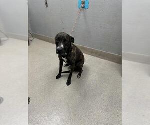 Labrador Retriever-Unknown Mix Dogs for adoption in Las Vegas, NV, USA