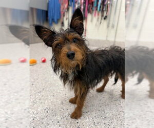 Mutt Dogs for adoption in Brighton, CO, USA