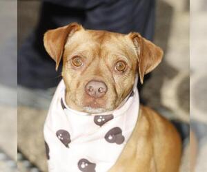 Chihuahua-Unknown Mix Dogs for adoption in San Antonio, TX, USA