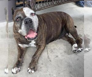 American Bulldog-Unknown Mix Dogs for adoption in Corpus Christi, TX, USA