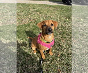 Dachshund-Unknown Mix Dogs for adoption in Mechanicsburg, PA, USA