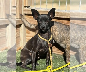 Chipin Dogs for adoption in Princeton, MN, USA