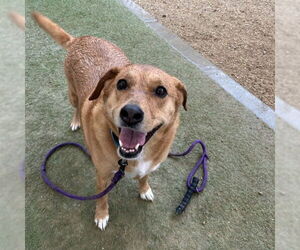 Labbe Dogs for adoption in Las Vegas, NV, USA