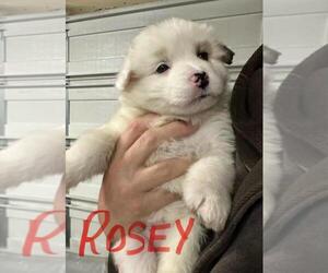 Mutt Dogs for adoption in Calgary, Alberta, Canada