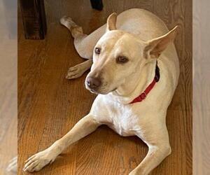 Carolina Dog Dogs for adoption in Potomac, MD, USA
