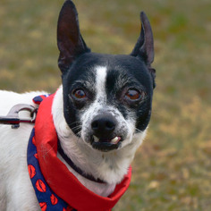 Small Chihuahua-Toy Fox Terrier Mix