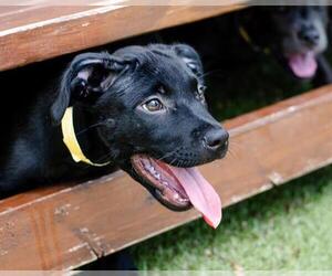 Catahoula Leopard Dog-Unknown Mix Dogs for adoption in Dedham, MA, USA