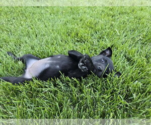Labsky Dogs for adoption in Hillsboro, MO, USA