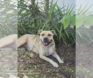 American Staffordshire Terrier Dogs for adoption in San Antonio, TX, USA