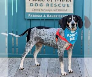 Coonhound Dogs for adoption in Pacific Grove, CA, USA