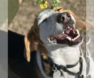 Treeing Walker Coonhound-Unknown Mix Dogs for adoption in Washington, DC, USA