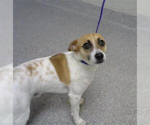 Rat Terrier-Unknown Mix Dogs for adoption in Pasadena, TX, USA