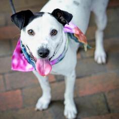 Parson Russell Terrier Dogs for adoption in Dallas, TX, USA