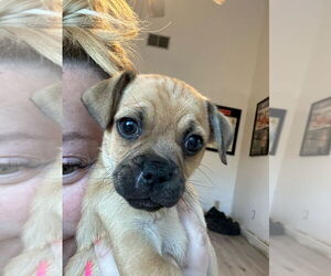 Pug Dogs for adoption in Studio City, CA, USA