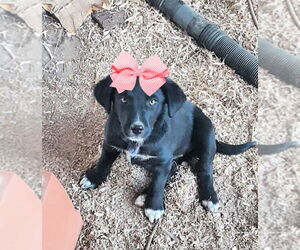 Borador Dogs for adoption in Mt. Laurel, NJ, USA