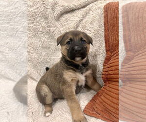 German Shepherd Dog-Unknown Mix Dogs for adoption in Lakewood, CO, USA