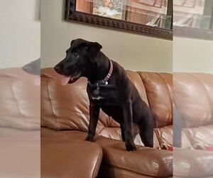 Borador Dogs for adoption in Tampa, FL, USA