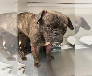 Faux Frenchbo Bulldog Dogs for adoption in Tracy, CA, USA