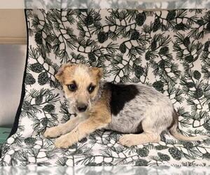 Cairn Terrier-Unknown Mix Dogs for adoption in HESPERIA, CA, USA