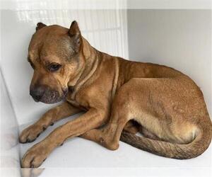 Mutt Dogs for adoption in Houston, TX, USA