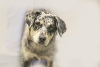 Medium Photo #1 Catahoula Leopard Dog-Unknown Mix Puppy For Sale in Mountain Home, AR, USA