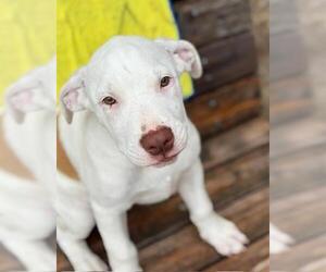 Dogo Argentino-Unknown Mix Dogs for adoption in Tulsa, OK, USA
